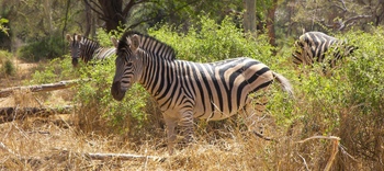 Zebra_4